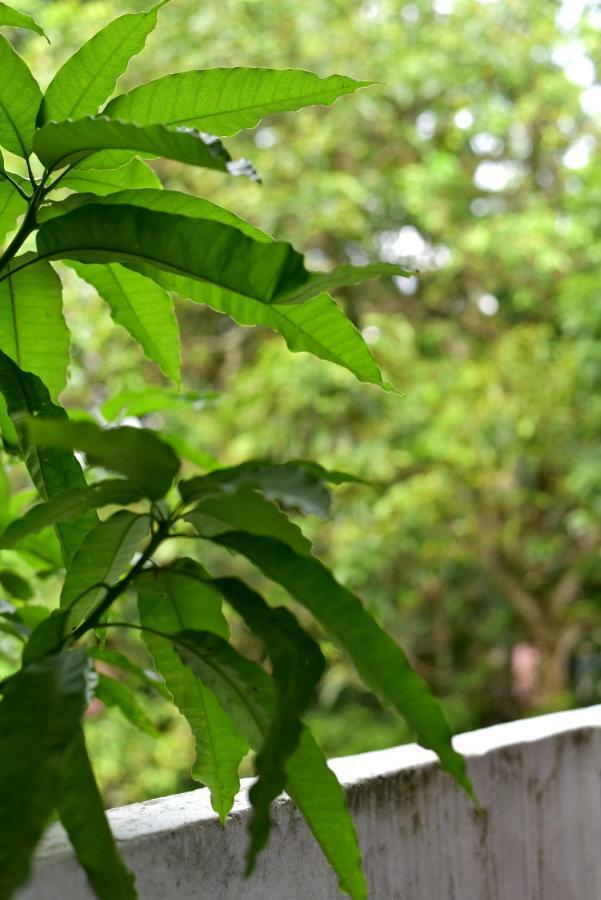 Steps Backpackers Hostel コロンボ エクステリア 写真